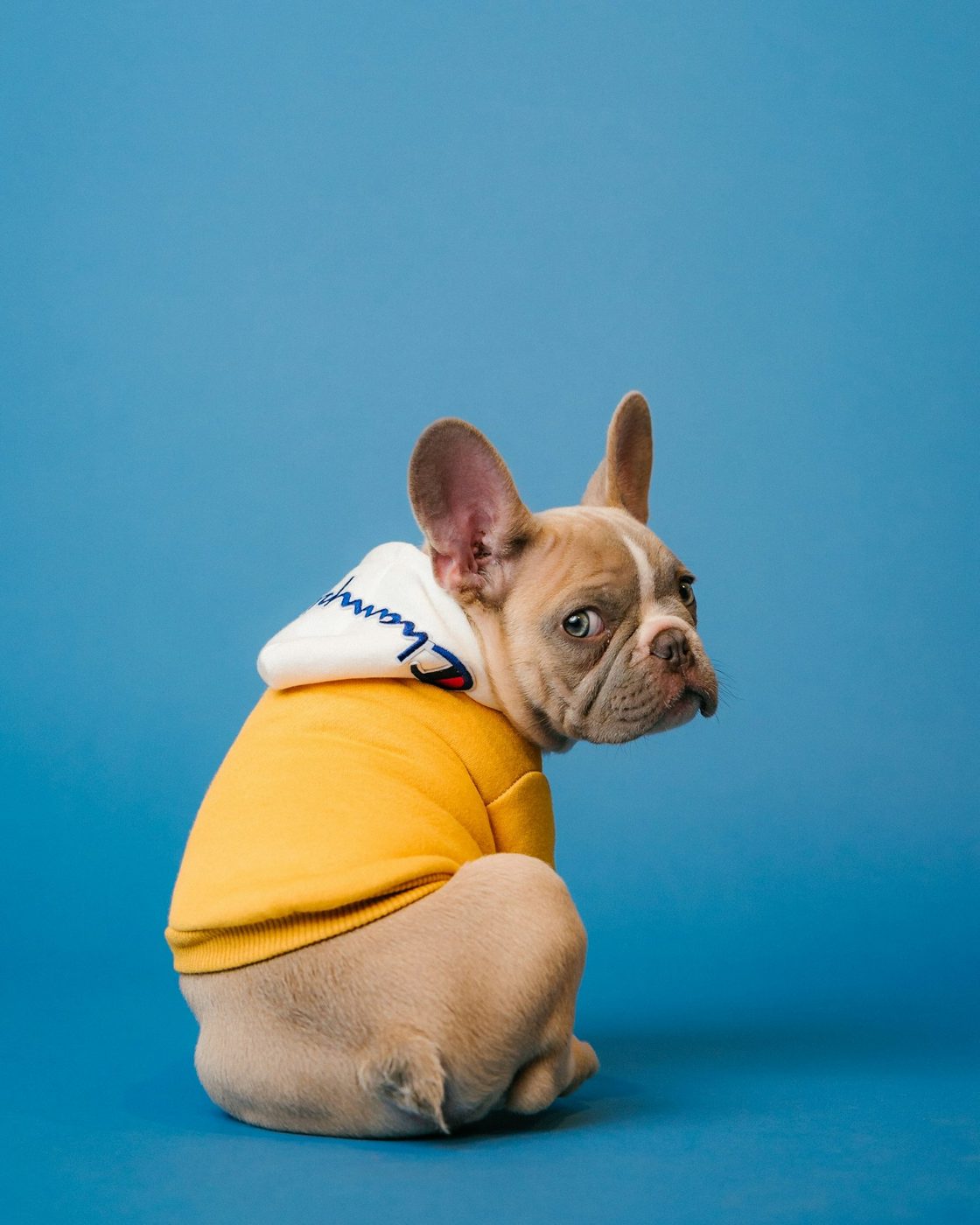 Pawfect